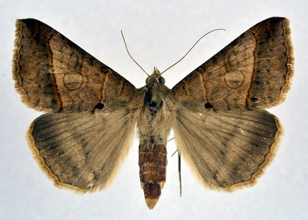 /filer/webapps/moths/media/images/C/conveniens_Mocis_AF_NHMO.jpg