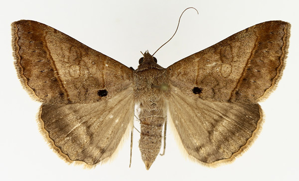 /filer/webapps/moths/media/images/C/conveniens_Mocis_AF_TMSA_02.jpg