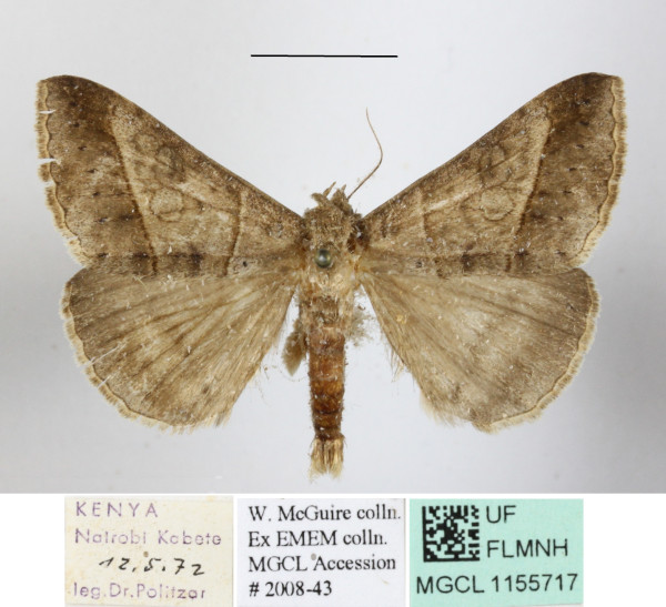 /filer/webapps/moths/media/images/C/conveniens_Mocis_A_MGCLa_01.JPG