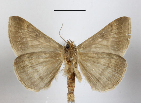 /filer/webapps/moths/media/images/C/conveniens_Mocis_A_MGCLb_01.JPG