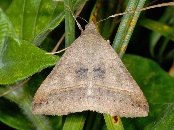 /filer/webapps/moths/media/images/C/conveniens_Mocis_A_Mazzei_01.jpg