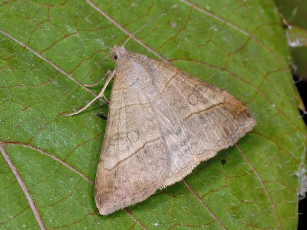 /filer/webapps/moths/media/images/C/conveniens_Mocis_A_Mazzei_02.jpg