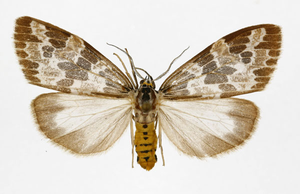 /filer/webapps/moths/media/images/C/convergens_Galtara_AM_DePrins.jpg