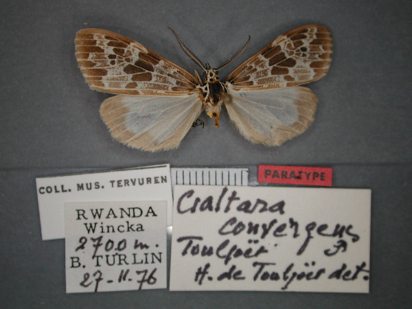 /filer/webapps/moths/media/images/C/convergens_Galtara_PT_RMCA_01.jpg
