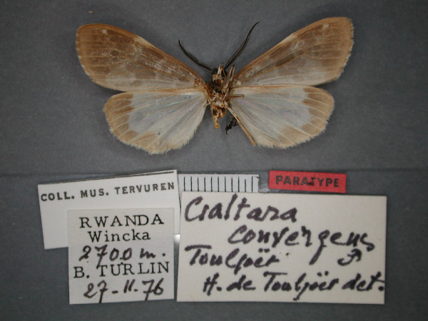 /filer/webapps/moths/media/images/C/convergens_Galtara_PT_RMCA_02.jpg