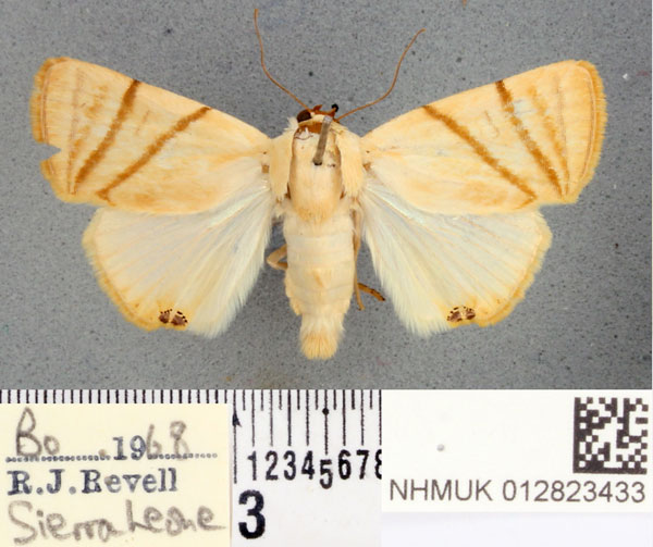 /filer/webapps/moths/media/images/C/convergens_Leoniloma_AF_BMNH.jpg