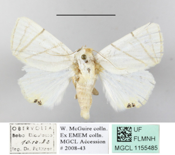 /filer/webapps/moths/media/images/C/convergens_Leoniloma_A_MGCLa_01.JPG