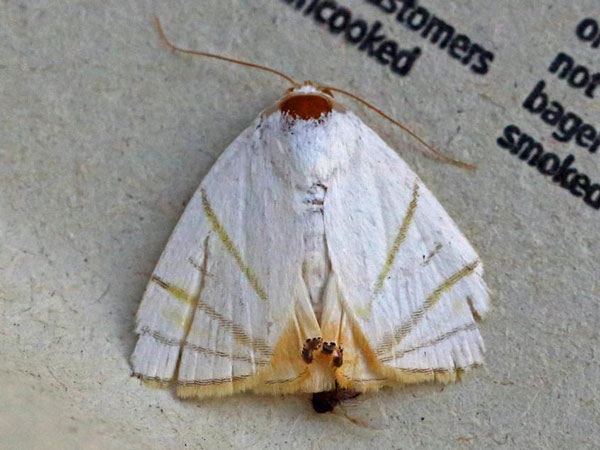 /filer/webapps/moths/media/images/C/convergens_Leoniloma_A_Voaden.jpg
