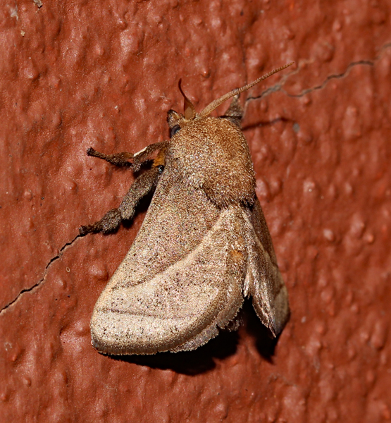 /filer/webapps/moths/media/images/C/convergens_Neomocena_A_Roland_01.jpg