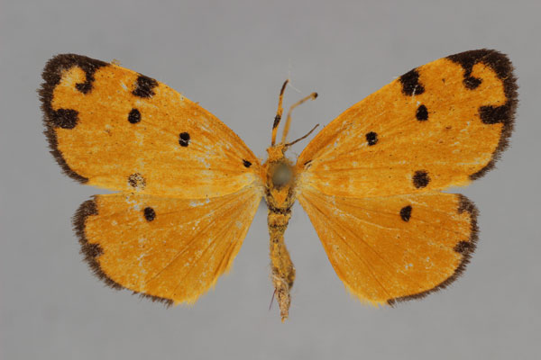 /filer/webapps/moths/media/images/C/convergens_Ochrota_AT_BMNH.jpg