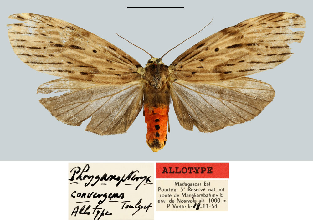 /filer/webapps/moths/media/images/C/convergens_Phryganopteryx_AT_MNHN.jpg