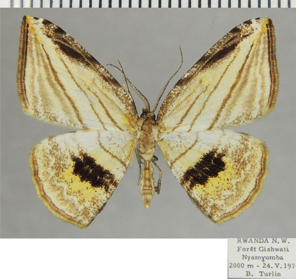 /filer/webapps/moths/media/images/C/convergens_Pigiopsis_AM_ZSM.jpg