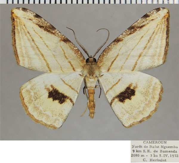 /filer/webapps/moths/media/images/C/convergens_Pigiopsis_AM_ZSMa.jpg