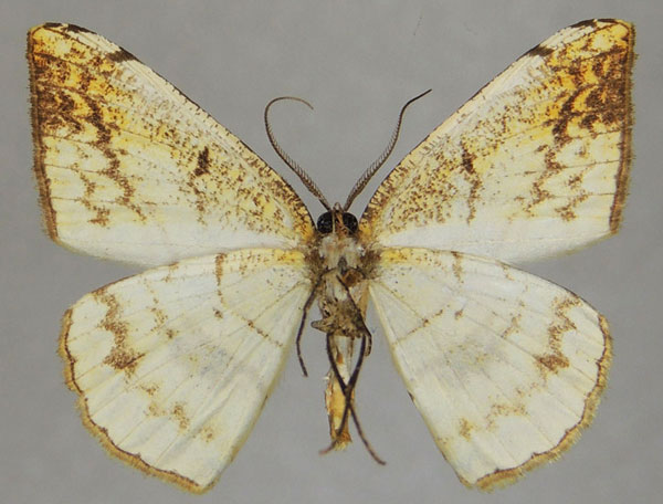 /filer/webapps/moths/media/images/C/convergens_Pigiopsis_AM_ZSMb.jpg