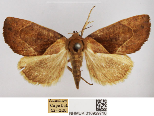 /filer/webapps/moths/media/images/C/convergens_Westermannia_AF_NHMUK.jpg