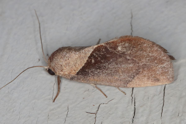 /filer/webapps/moths/media/images/C/convergens_Westermannia_A_Heynsa.jpg