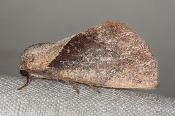 /filer/webapps/moths/media/images/C/convergens_Westermannia_A_Heynsb.jpg
