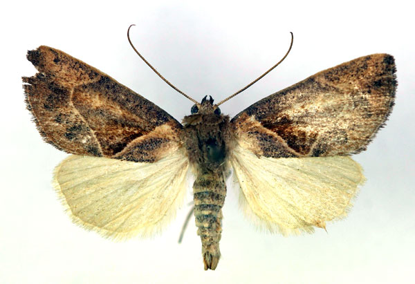 /filer/webapps/moths/media/images/C/convergens_Westermannia_A_RMCA.jpg