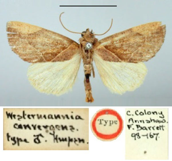 /filer/webapps/moths/media/images/C/convergens_Westermannia_HT_BMNH.jpg