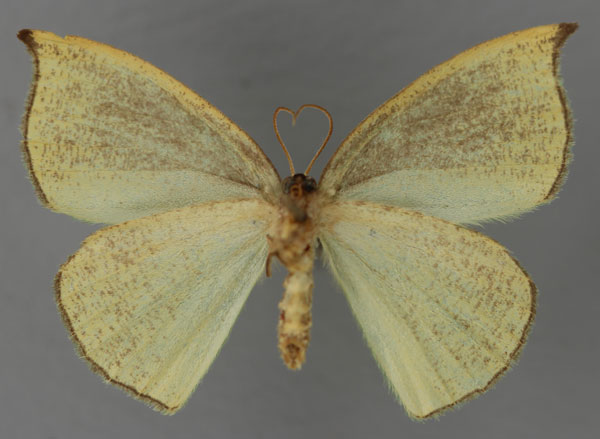 /filer/webapps/moths/media/images/C/convexa_Chlorodrepana_HT_ZSM_02.jpg