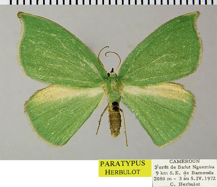 /filer/webapps/moths/media/images/C/convexa_Chlorodrepana_PTM_ZSM.jpg