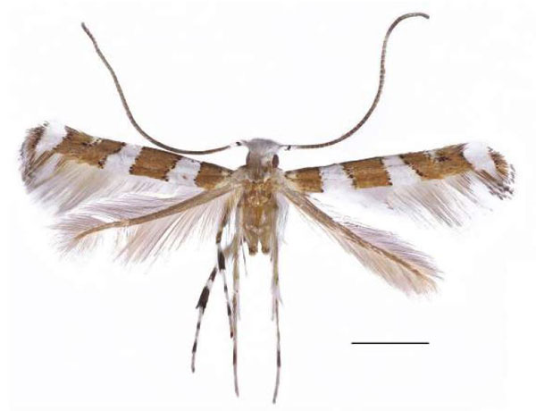 /filer/webapps/moths/media/images/C/convexa_Cryptolectica_HT_RBINS.jpg