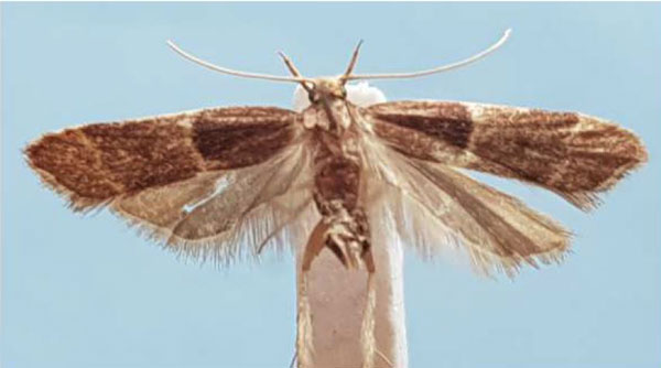 /filer/webapps/moths/media/images/C/convexula_Torodora_HT_MNHN.jpg