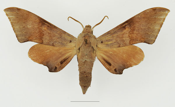 /filer/webapps/moths/media/images/C/convexus_Neopolyptychus_AM_Basquin_01a.jpg