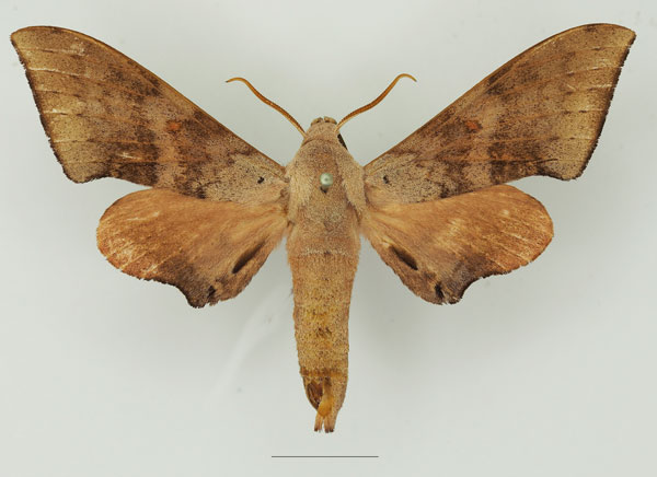 /filer/webapps/moths/media/images/C/convexus_Neopolyptychus_AM_Basquin_02a.jpg