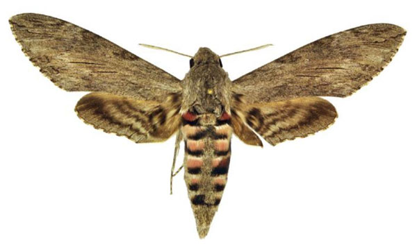/filer/webapps/moths/media/images/C/convolvuli_Agrius_AF_ANHRT.jpg