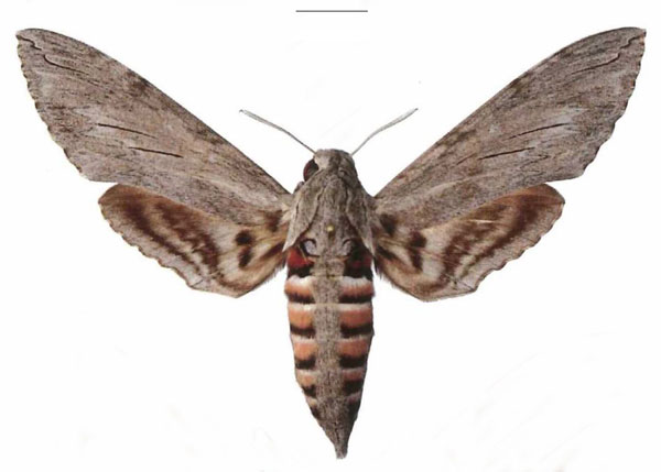/filer/webapps/moths/media/images/C/convolvuli_Agrius_AF_EMEM.jpg