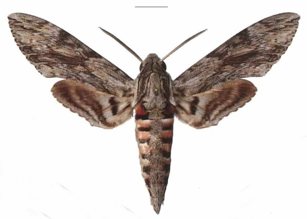 /filer/webapps/moths/media/images/C/convolvuli_Agrius_AM_EMEM.jpg