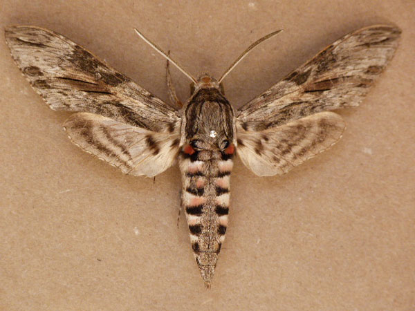/filer/webapps/moths/media/images/C/convolvuli_Agrius_A_Butler.jpg