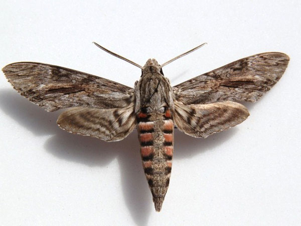 /filer/webapps/moths/media/images/C/convolvuli_Agrius_A_Goff_01.jpg