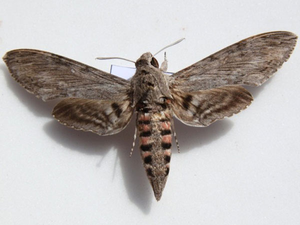 /filer/webapps/moths/media/images/C/convolvuli_Agrius_A_Goff_02.jpg
