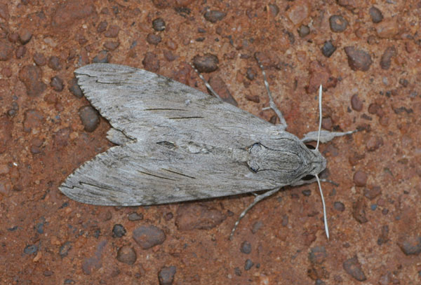/filer/webapps/moths/media/images/C/convolvuli_Agrius_A_Jorpeland.jpg