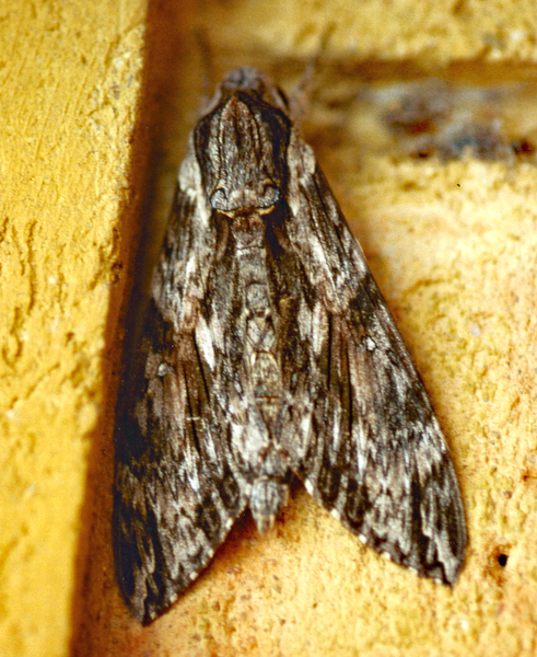 /filer/webapps/moths/media/images/C/convolvuli_Agrius_A_Roland_01.jpg
