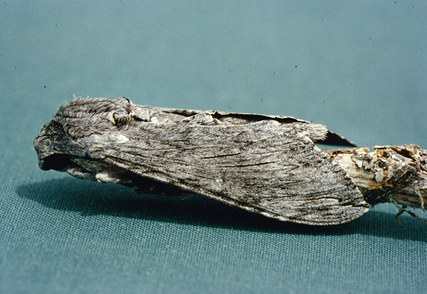 /filer/webapps/moths/media/images/C/convolvuli_Agrius_F_Roland_01.jpg