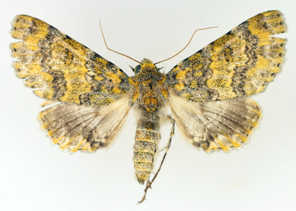 /filer/webapps/moths/media/images/C/cookei_Thiacidas_AF_TMSA_01.jpg