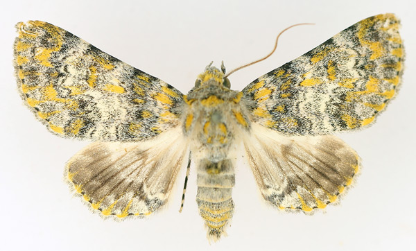 /filer/webapps/moths/media/images/C/cookei_Thiacidas_AF_TMSA_02.jpg