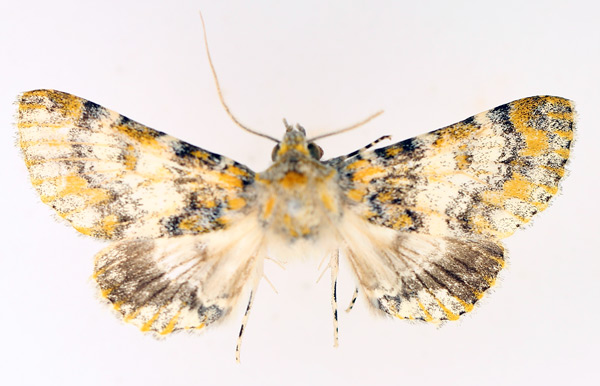 /filer/webapps/moths/media/images/C/cookei_Thiacidas_AM_TMSA_02.jpg