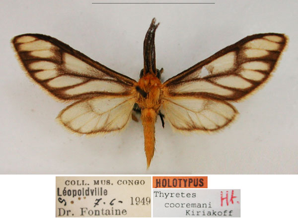 /filer/webapps/moths/media/images/C/cooremani_Thyretes_HT_RMCAa.jpg