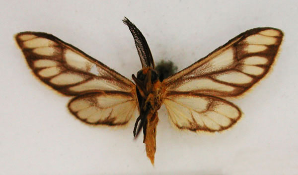 /filer/webapps/moths/media/images/C/cooremani_Thyretes_HT_RMCAb.jpg