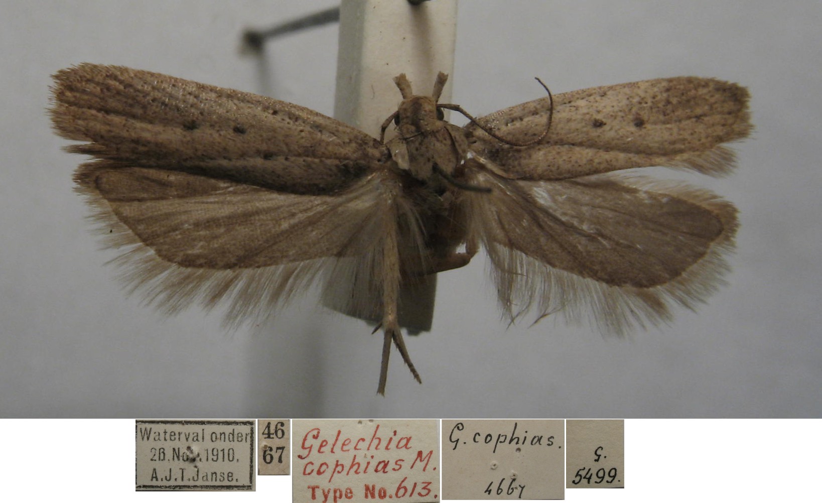 /filer/webapps/moths/media/images/C/cophias_Gelechia_FHT_TMSA.jpg