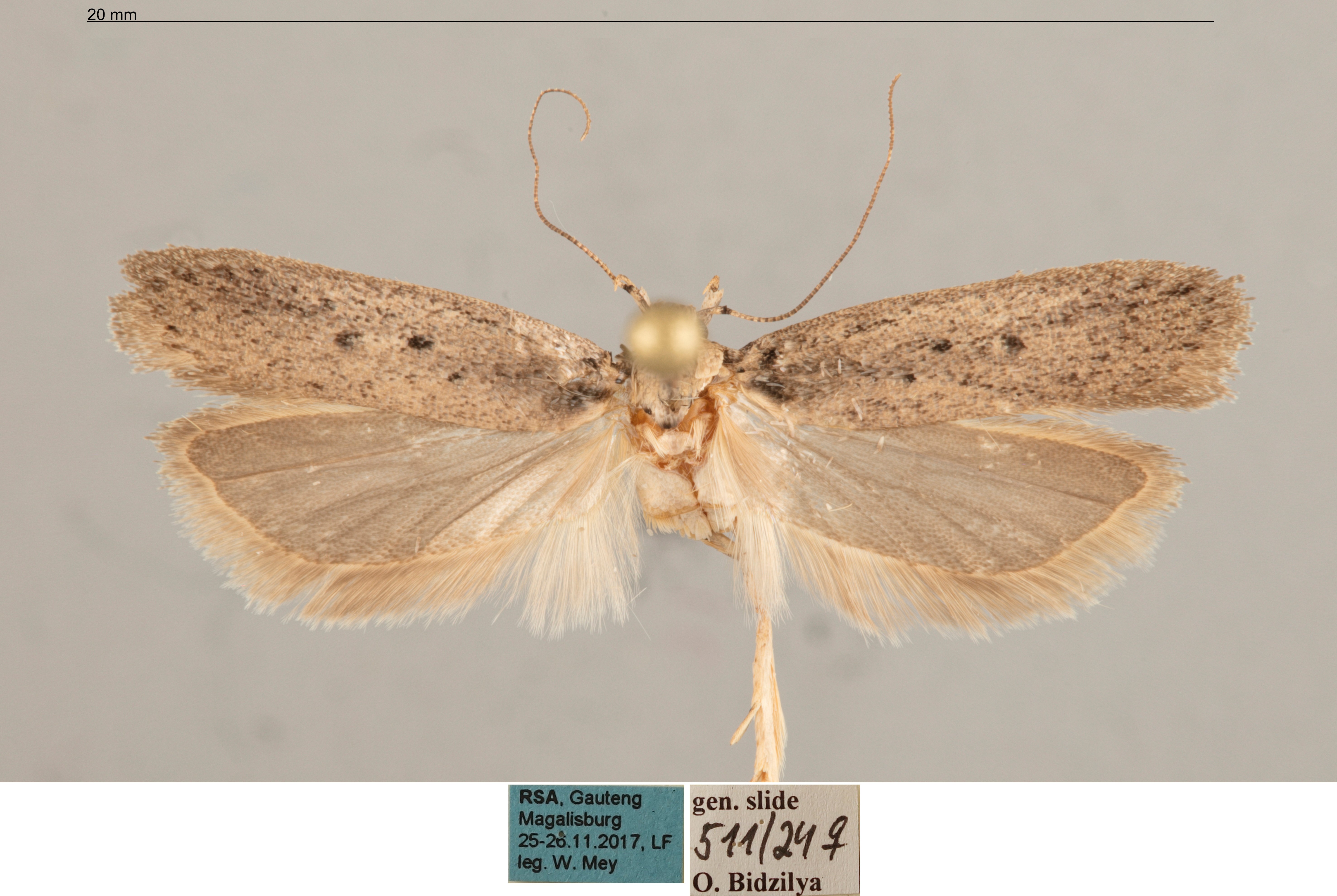 /filer/webapps/moths/media/images/C/cophias_Nothris_AF_MfN.jpg