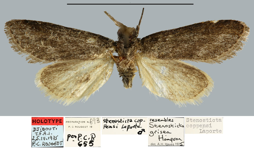 /filer/webapps/moths/media/images/C/coppensi_Stenosticta_HT_MNHN.jpg