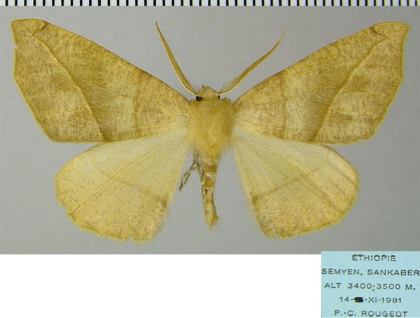 /filer/webapps/moths/media/images/C/copta_Xanthisthisa_AM_ZSM.jpg