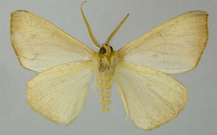 /filer/webapps/moths/media/images/C/copta_Xanthisthisa_PTM_ZSMb.jpg