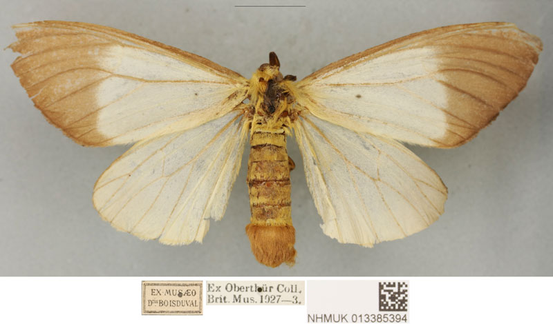 /filer/webapps/moths/media/images/C/coquereli_Coenostegia_PLTF_BMNH.jpg