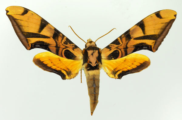 /filer/webapps/moths/media/images/C/coquerelii_Batocnema_AF_Basquin.jpg